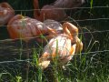 IMGP0770.JPG